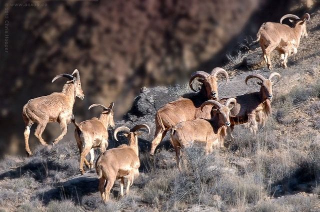 A group of animals in a field
Description automatically generated with low confidence