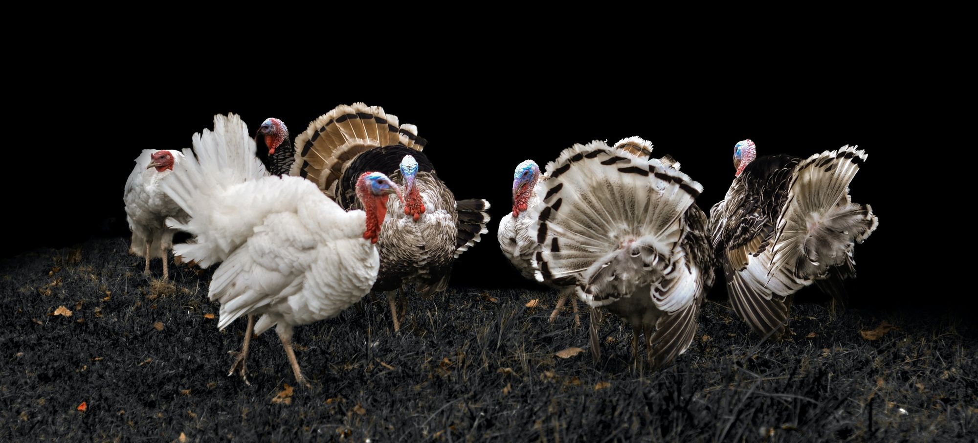 Texas Outlaw Writers Newsletter: It's Turkeys All the Way Down Edition