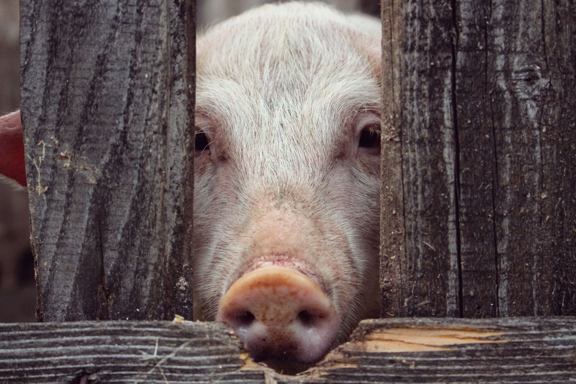 Vegan, Vegetarian or Texatarian (plant-based with Texas-specific meat days): How is Life for the Herbivorous in Texas?