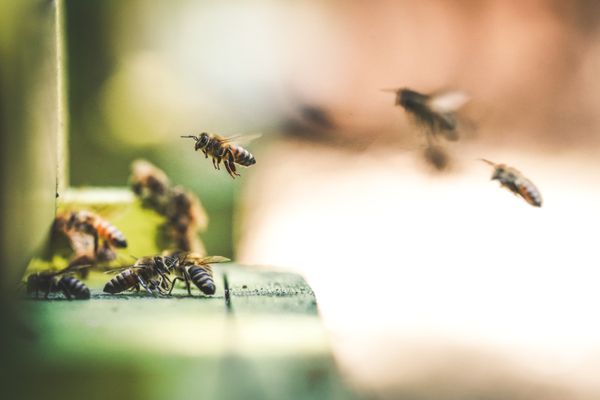 Pollinators in Crisis